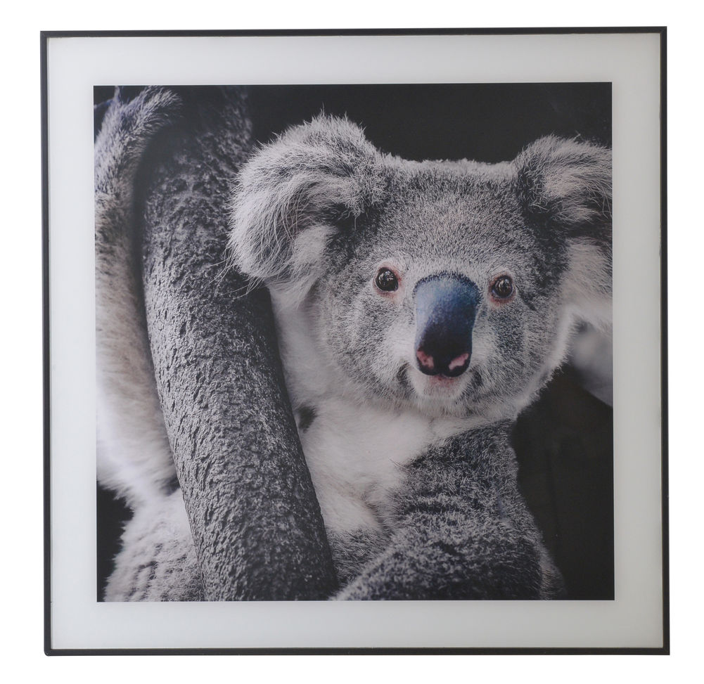 Glass Print Wall Art (Koala)